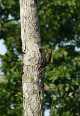 Picus viridanus