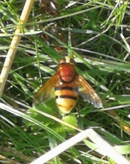 Volucella zonaria