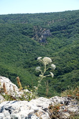 Seseli gummiferum