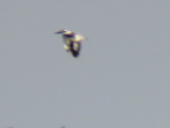 Ceryle rudis rudis