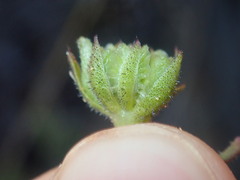Osteospermum calendulaceum
