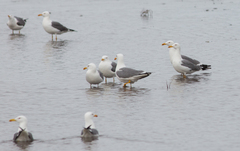Larus fuscus barabensis