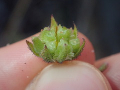Osteospermum calendulaceum