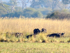 Syncerus caffer caffer