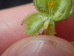 Osteospermum calendulaceum