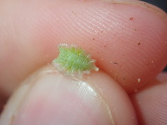 Osteospermum calendulaceum