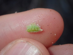 Osteospermum calendulaceum