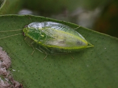 Mediastinia
