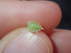 Osteospermum calendulaceum