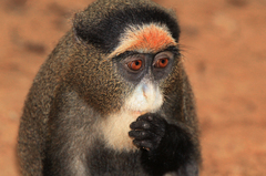 Cercopithecus neglectus
