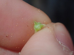 Osteospermum calendulaceum