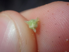 Osteospermum calendulaceum