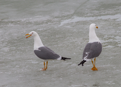 Larus fuscus barabensis