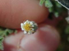 Vittadinia