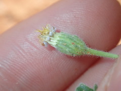 Vittadinia