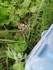 Abraxas grossulariata