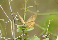 Hypocysta pseudirius