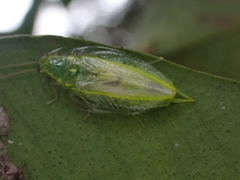 Mediastinia