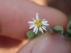 Vittadinia
