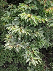 Fagus longipetiolata