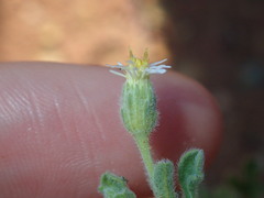 Vittadinia