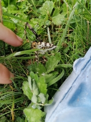 Abraxas grossulariata