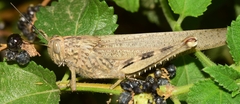 Anacridium aegyptium