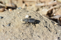 Dorcus parallelipipedus