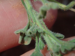 Vittadinia