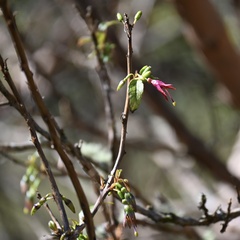 Fuchsia excorticata
