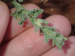 Vittadinia