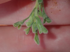 Vittadinia