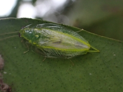 Mediastinia