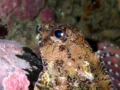 Bovichtus variegatus