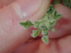 Vittadinia