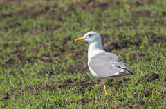 Larus fuscus barabensis