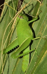 Anacridium aegyptium