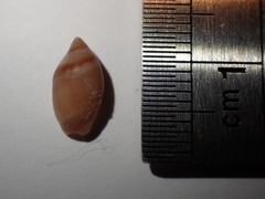 Amalda depressa
