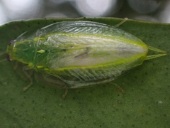 Mediastinia