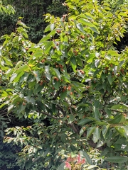 Fagus longipetiolata