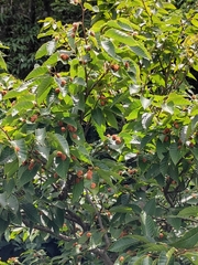 Fagus longipetiolata