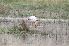 Mycteria ibis