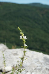 Satureja taurica