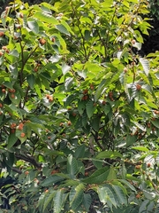 Fagus longipetiolata