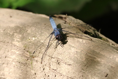 Orthetrum melania melania