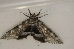 Catocala fraxini
