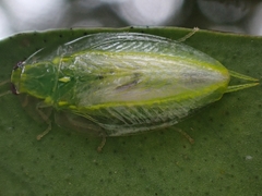 Mediastinia