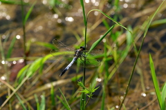 Orthetrum albistylum speciosum