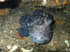 Macroctopus maorum