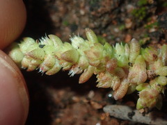 Crassula colorata